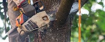 Best Utility Line Clearance  in North Lynnwood, WA