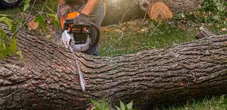 Best Emergency Tree Removal  in North Lynnwood, WA