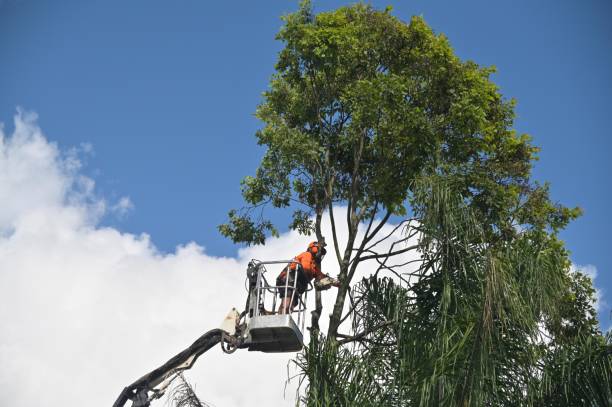 Best Hedge Trimming  in North Lynnwood, WA