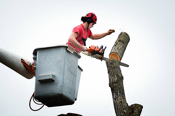 Best Commercial Tree Services  in North Lynnwood, WA