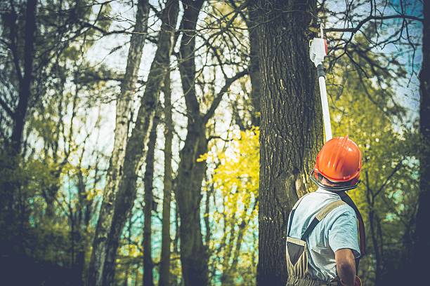 Best Tree Health Inspection  in North Lynnwood, WA