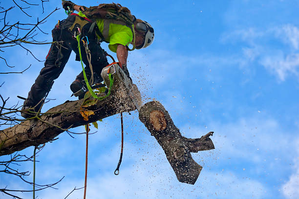 Best Tree Mulching  in North Lynnwood, WA